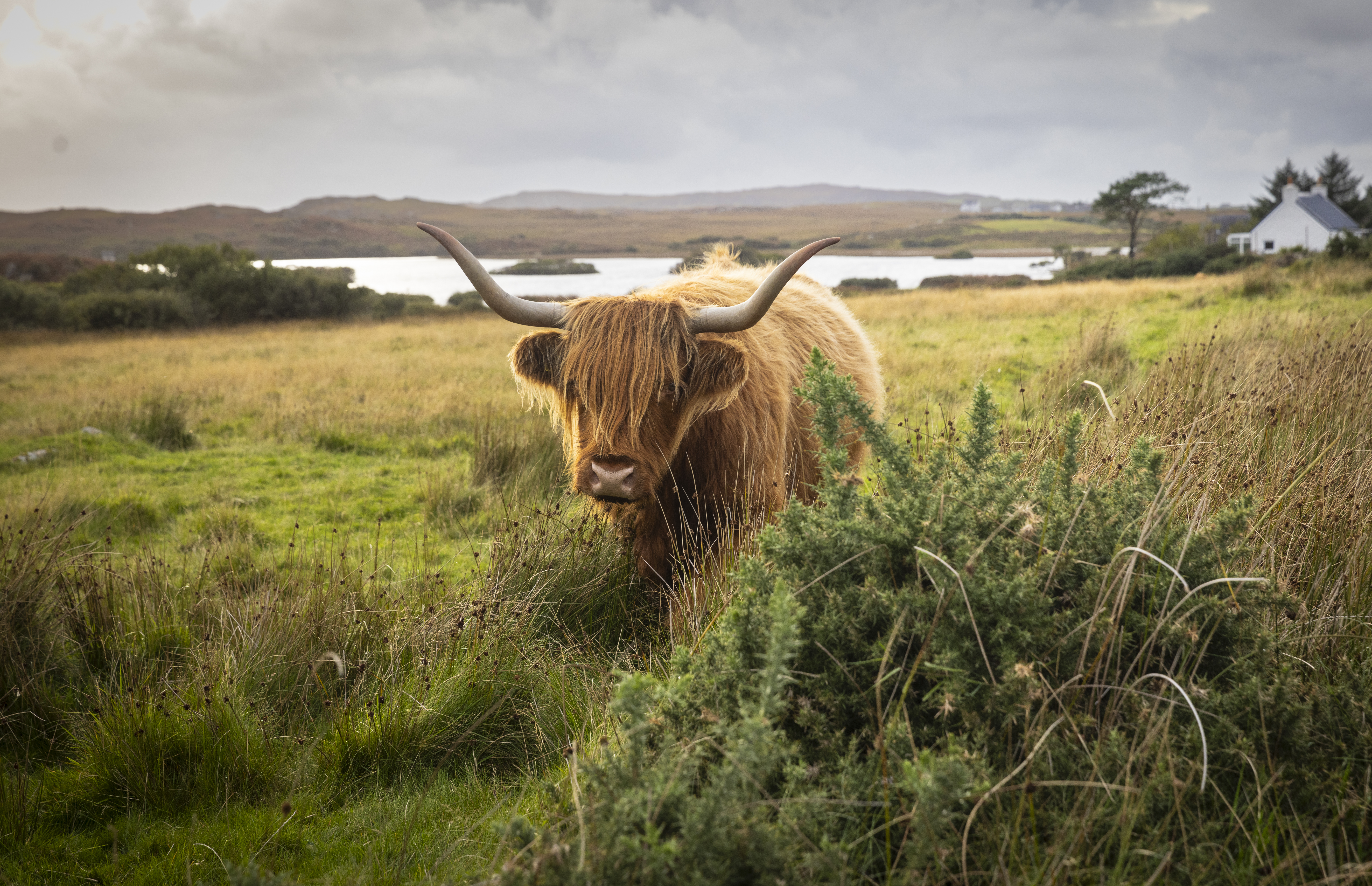 A charming photo of a majestic Highland cow, with its distinctive shaggy coat and curved horns, grazing peacefully in a lush green meadow on the picturesque Isle of Mull, Scotland.