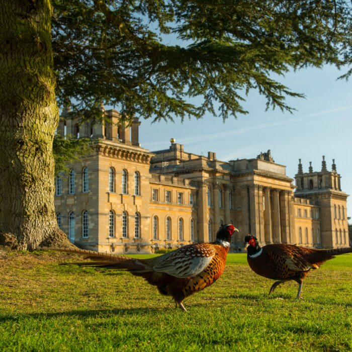 Two pheasants on the lawn in front of Blenheim Palace, Oxfordshire, England.