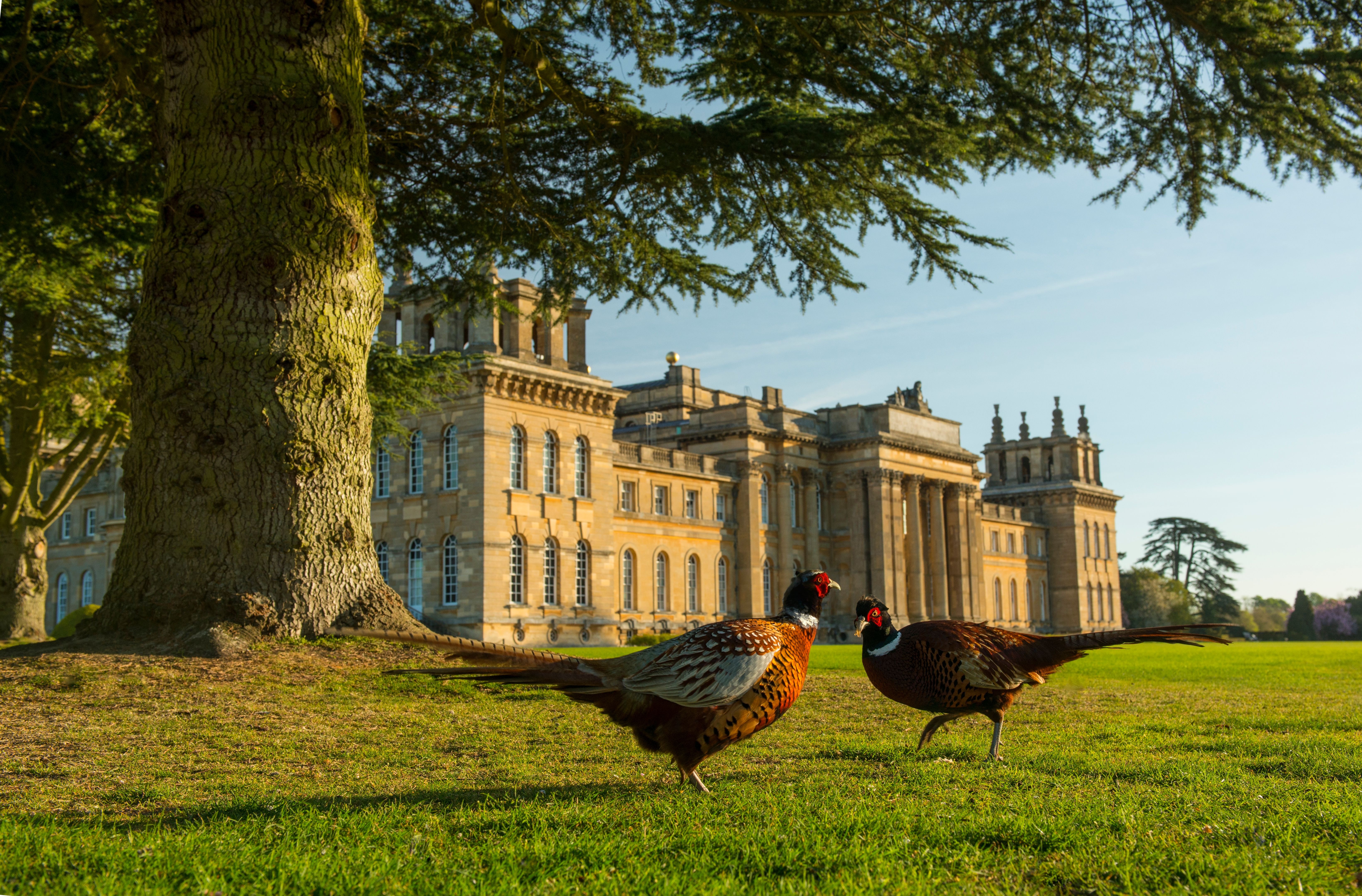 Blenheim Palace exterior, iconic Baroque architecture in Oxfordshire, England's countryside, UNESCO World Heritage Site.