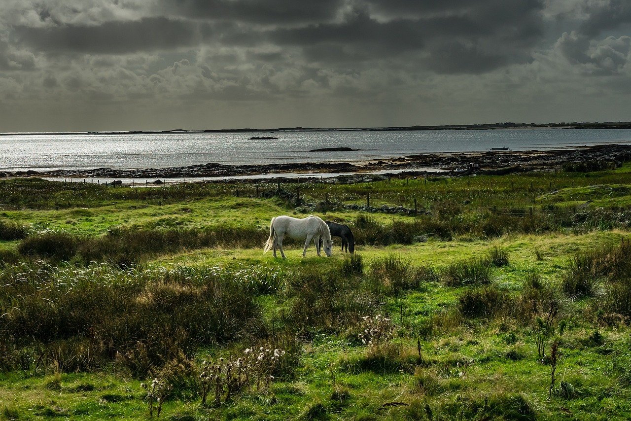 Capture the charm of Connemara, Ireland with two adorable ponies grazing in a lush, emerald-green landscape. width=947