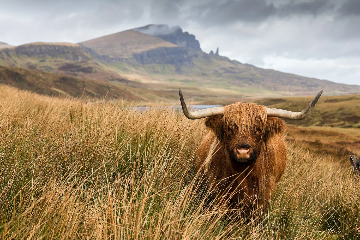 A Highland cow, also known as a Hairy Coo, grazes peacefully in a lush green meadow on the Isle of Skye, with a picturesque Scottish landscape and hills in the background.