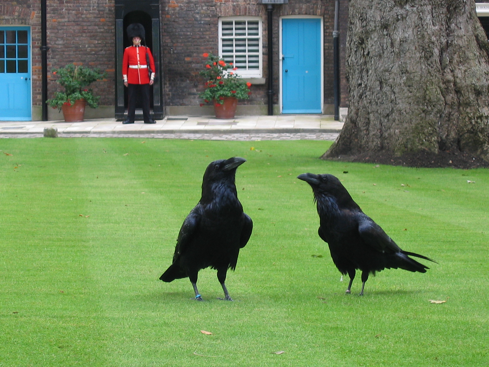 Two of the Tower of London's iconic ravens, with glossy black feathers and sharp beaks, standing on the lawn while a Yeoman Warder (also known as a Beefeater) stands watchfully in the background, dressed in traditional ceremonial attire.